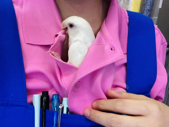 コザクラインコ（小桜インコ）