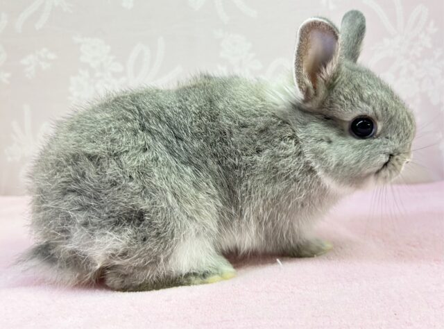 ネザーランドドワーフ