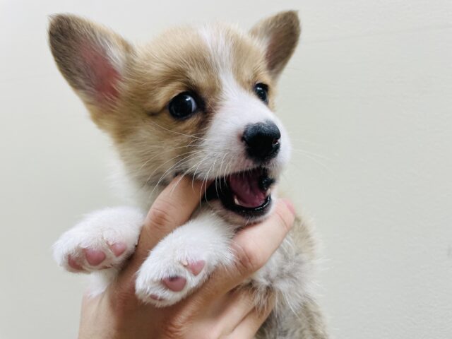 ウェルシュコーギー・ペンブローグ