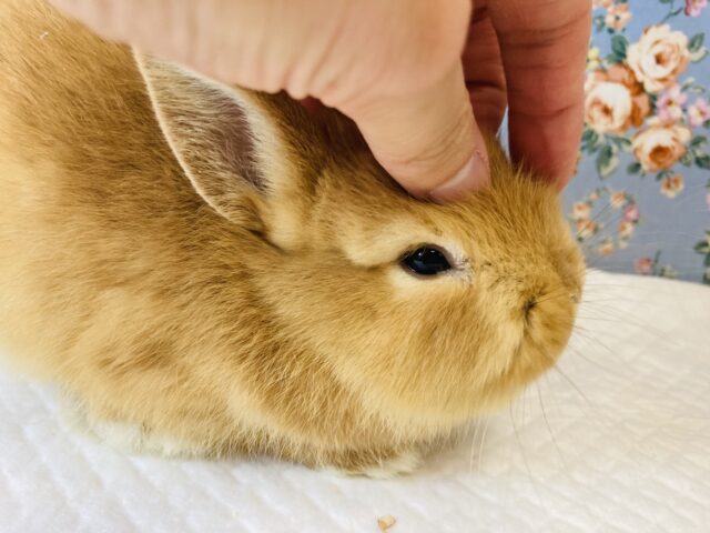 ネザーランドドワーフ