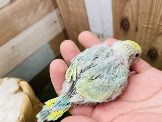 セキセイインコ