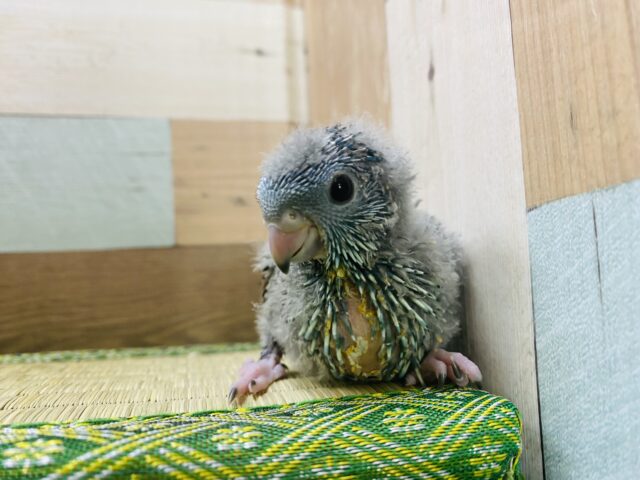 サザナミインコ