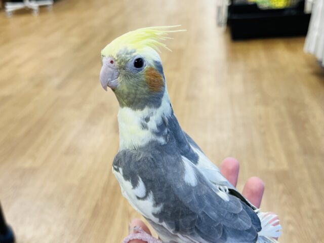 オカメインコ
