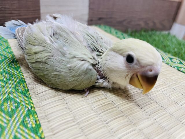 コザクラインコ（小桜インコ）