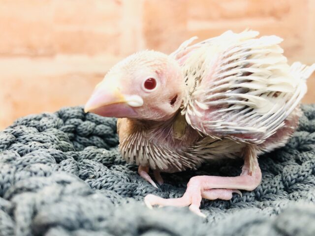 シルバーイノ文鳥