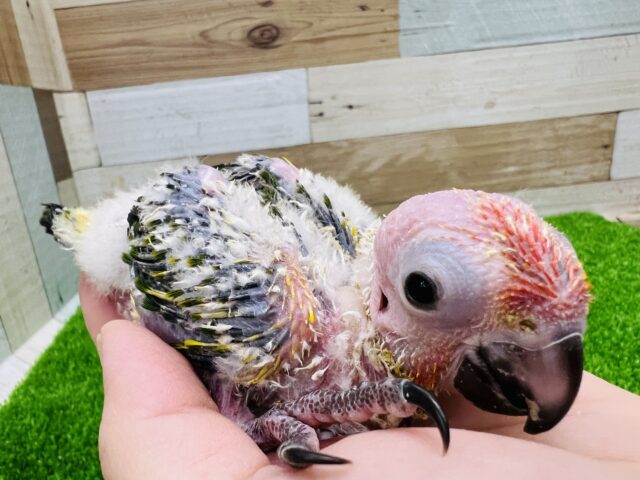 コガネメキシコインコ