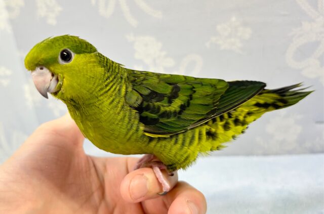 サザナミインコ