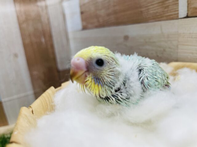 セキセイインコ