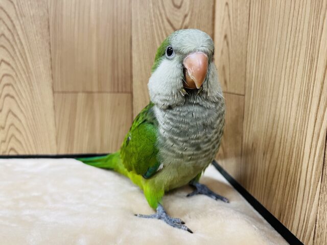 【最新動画更新🪄】いっぱい食べる君が好き♫オキナインコ(グリーン)ヒナ オキナインコ