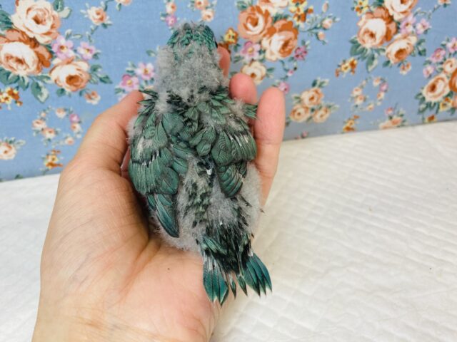 サザナミインコ
