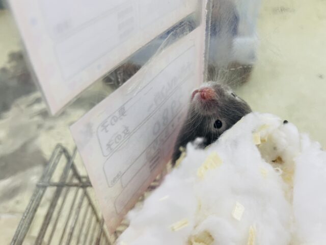 ゴールデンハムスター