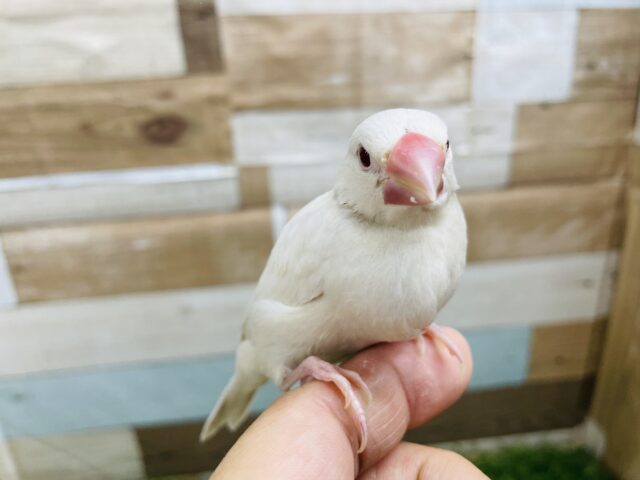 シルバーイノ文鳥