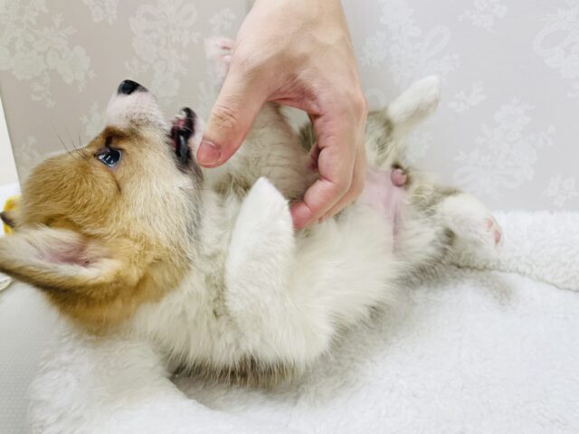 ウェルシュコーギー・ペンブローグ