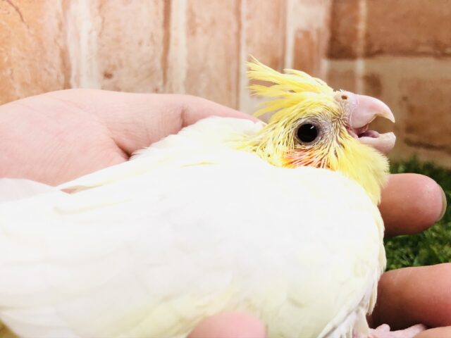オカメインコ