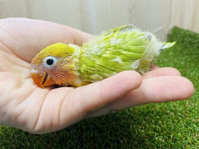 ヤマブキボタンインコ