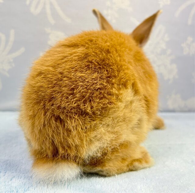 ネザーランドドワーフ