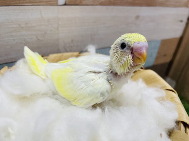 セキセイインコ