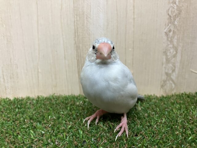 シルバー文鳥