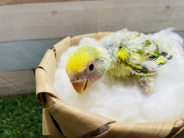 コザクラインコ（小桜インコ）