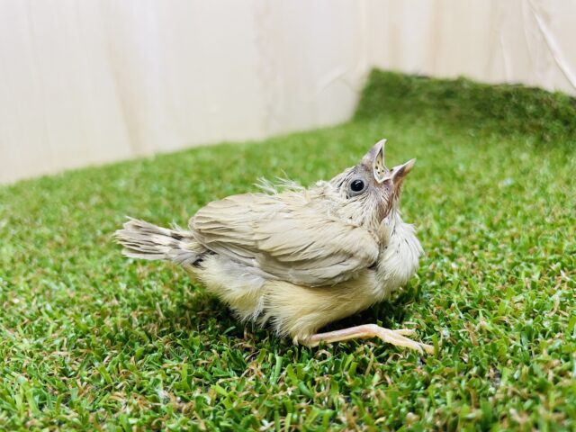 最新画像になりますよ‼️おちび!シナモンちゃんです! キンカ鳥 シナモン 錦花鳥(キンカチョウ)