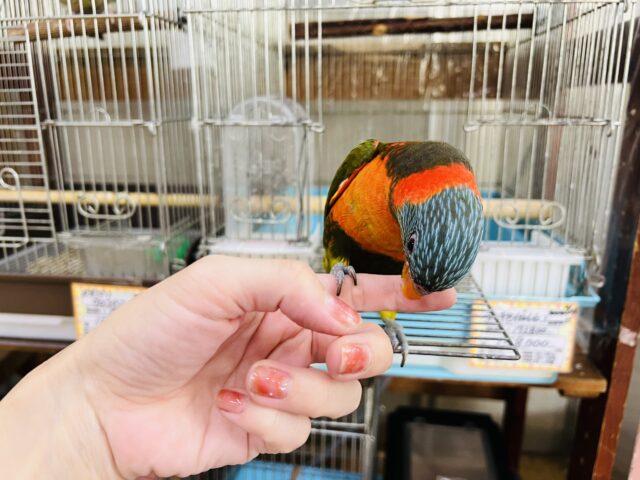 ゴシキセイガイインコ