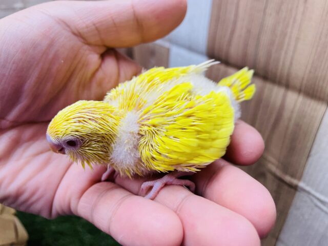 セキセイインコ