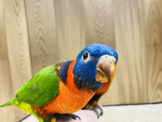 ゴシキセイガイインコ