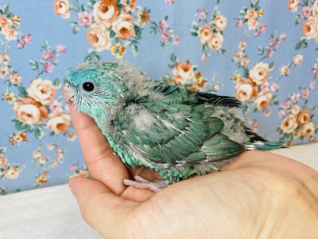サザナミインコ