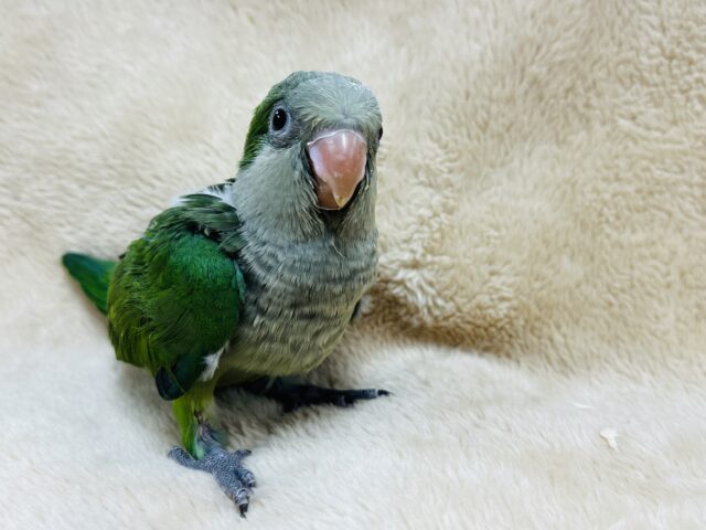 オキナインコ