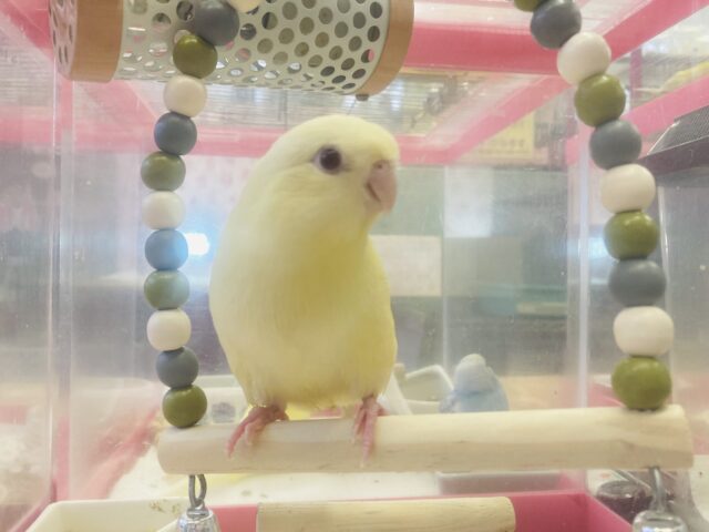 サザナミインコ