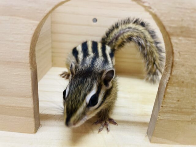 シマリス（ノーマル）