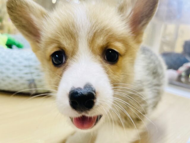 ウェルシュコーギー・ペンブローグ