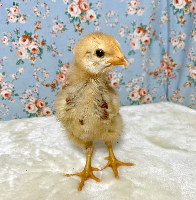 ボリスブラウン