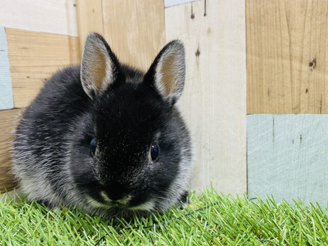 ネザーランドドワーフ