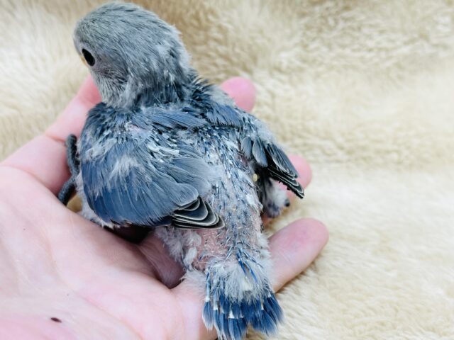 きゅるるん瞳✨️あざとい系です♪コザクラインコ(バイオレット)ヒナ コザクラインコ(小桜インコ)