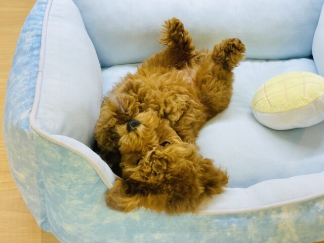 一目惚れ間違いなし!トイプードルくん! トイプードル