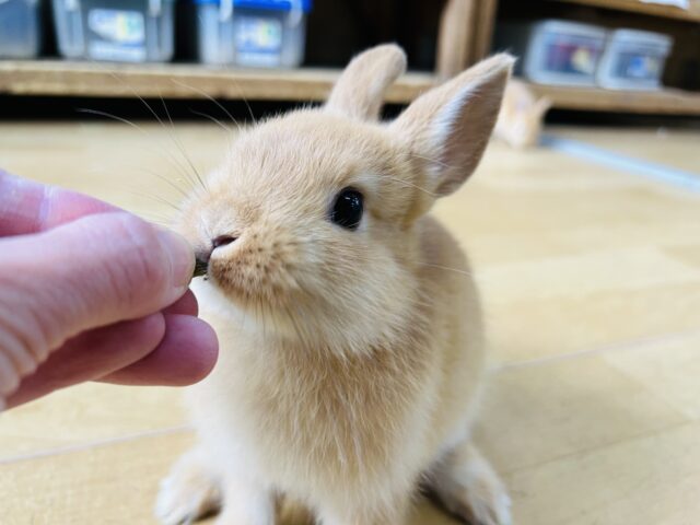 ネザーランドドワーフ