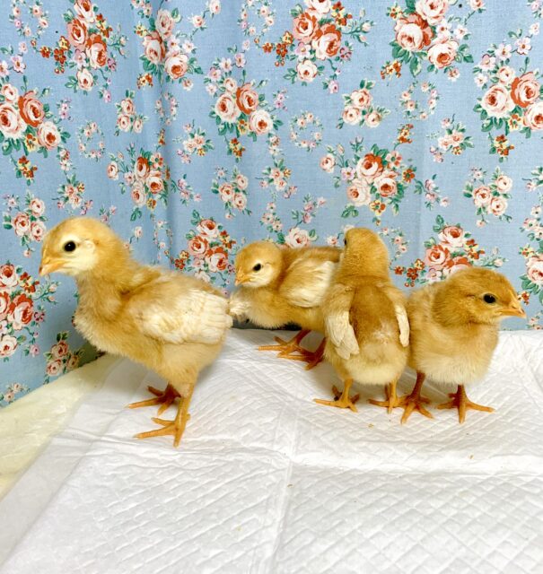 ボリスブラウン