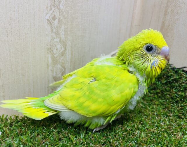 セキセイインコ