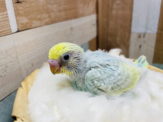 セキセイインコ