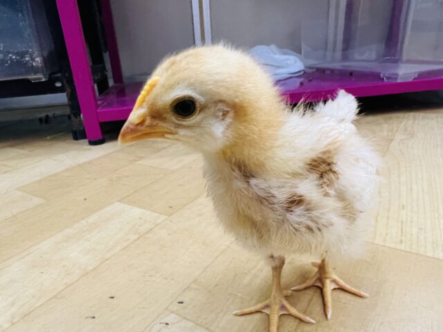 ボリスブラウン