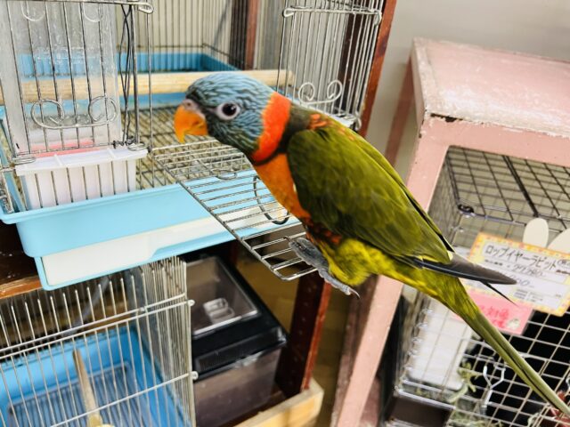 ゴシキセイガイインコ