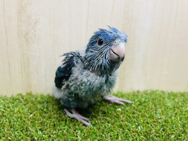 サザナミインコ