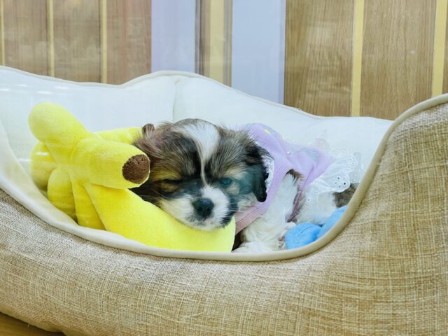 キャバペキ（ペキキャバ）