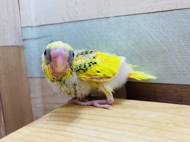 セキセイインコ