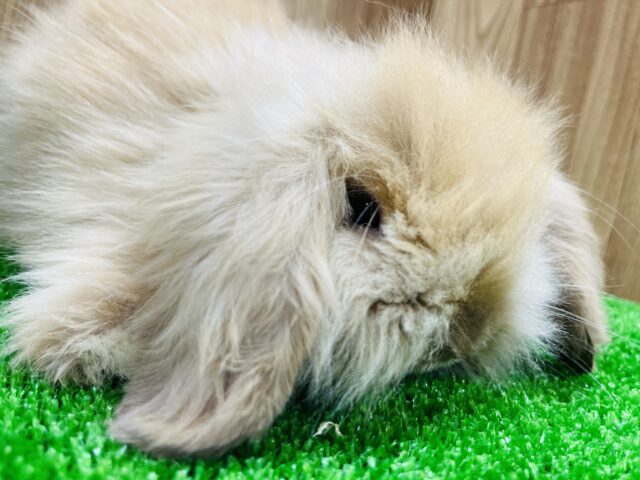 アメリカンファジーロップ