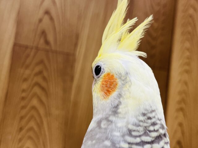 オカメインコ