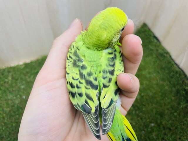 セキセイインコ