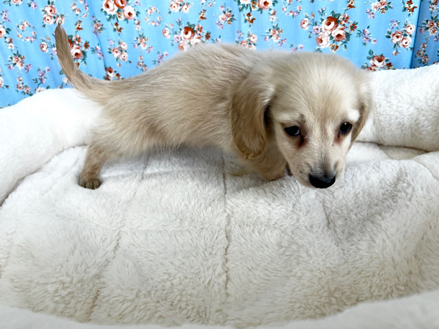 ミニチュアダックス