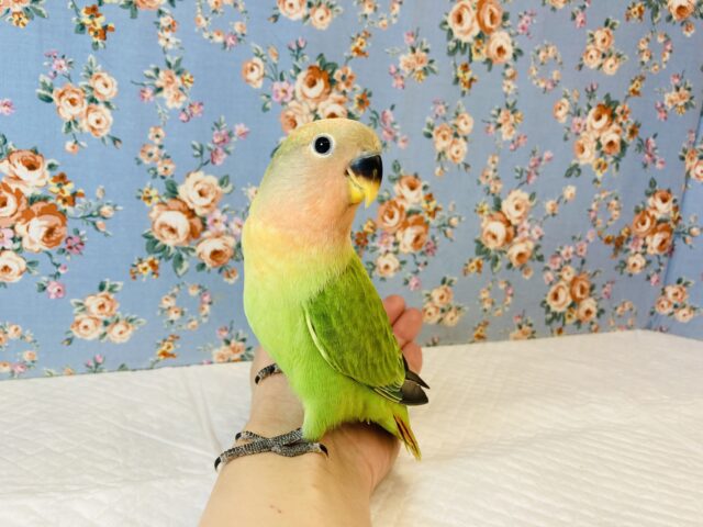 コザクラインコ（小桜インコ）